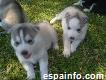 Preciosos cachorros de husky siberiano en busca de nuevas viviend