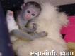 Monos capuchinos muy saludables disponibles