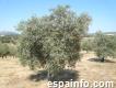 Finca de olivos en Andalucía