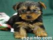 Regalo yorkshire terrier toy cachorros mini