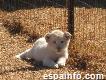 Cachorros de tigre blancos asequibles, cachorros de león, gatito Ocelot, gatito Savannah en venta