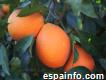 Venta de Naranjas
