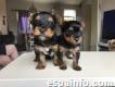 Adorables Yorkshire Terrier Puppies para ti