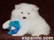 Samoyedo cachorros disponables para adopcio