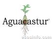 Aguacastur - Especialistas en cultivo del aguacate