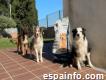 Puppy Fauna - Tienda Animales Figueres