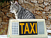 Taxis para mascotas en España